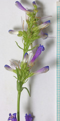 Penstemon cinicola