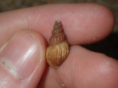 Plotiopsis balonnensis