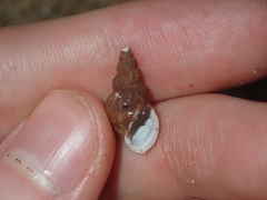 Plotiopsis balonnensis