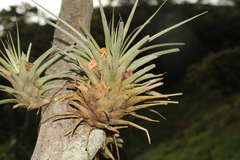 Vriesea myriantha