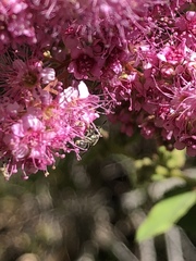 Halictus