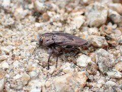 Chrysobothris quadrilineata