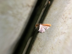 Acolutha pulchella semifulva