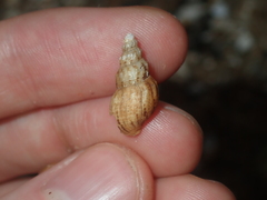 Plotiopsis balonnensis
