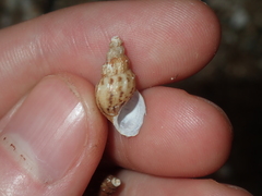 Plotiopsis balonnensis