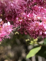 Halictus