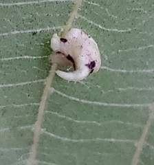 Caryomyia inclinata