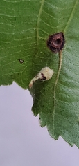 Caryomyia inclinata