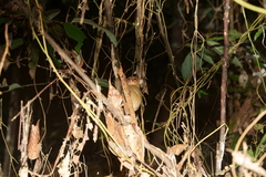 Cephalopachus bancanus borneanus