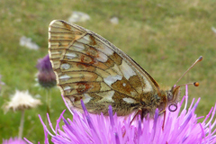 Boloria napaea