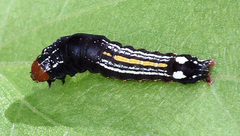 Hexorthodes accurata