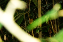 Cephalopachus bancanus borneanus