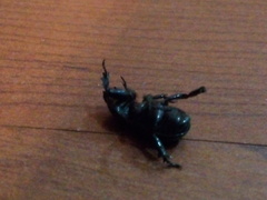Archophileurus cribrosus