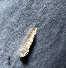 Nectopsyche exquisita