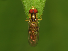 Toxomerus pictus