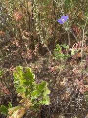 Erodium crinitum