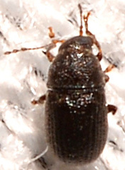 Choragus