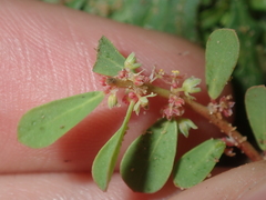 Phyllanthus erwinii