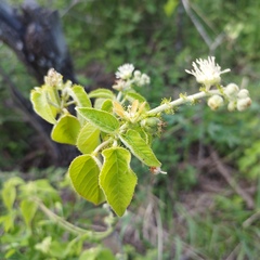 Croton ciliatoglandulifer