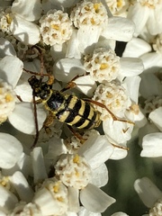 Stenostrophia tribalteata