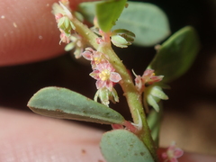 Phyllanthus erwinii