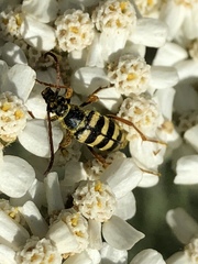 Stenostrophia tribalteata