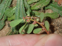 Phyllanthus erwinii
