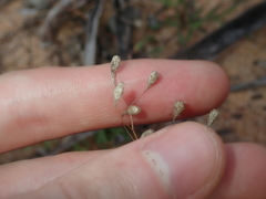 Podolepis capillaris