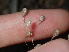 Podolepis capillaris