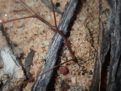 Podolepis capillaris