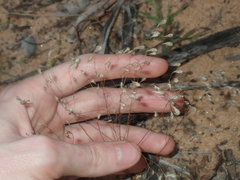 Podolepis capillaris