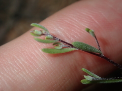 Podolepis capillaris