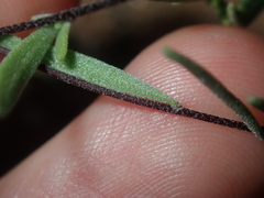 Podolepis capillaris