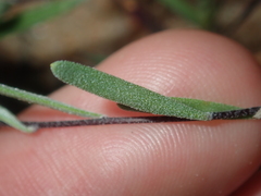 Podolepis capillaris