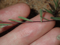 Podolepis capillaris