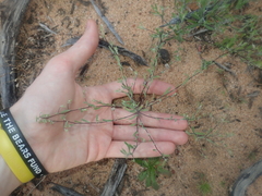 Podolepis capillaris