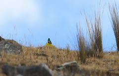 Oreotrochilus stolzmanni