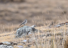 Muscisaxicola griseus