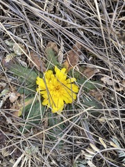 Hypochaeris sessiliflora