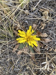 Hypochaeris sessiliflora