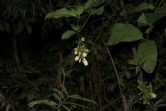 Utania cuspidata