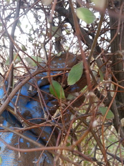 Olearia fragrantissima