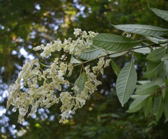 Dobinea vulgaris