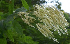 Dobinea vulgaris