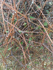 Olearia fragrantissima