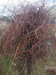 Olearia fragrantissima