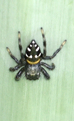 Paraphidippus basalis