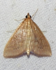 Framinghamia helvalis