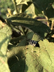 Leptinotarsa undecimlineata