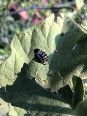 Leptinotarsa undecimlineata